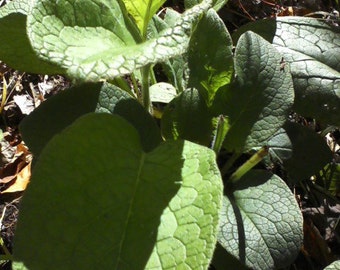 COMFREY-2YR LIVE PLANTS-Organic Herb Plants-Bone Repair