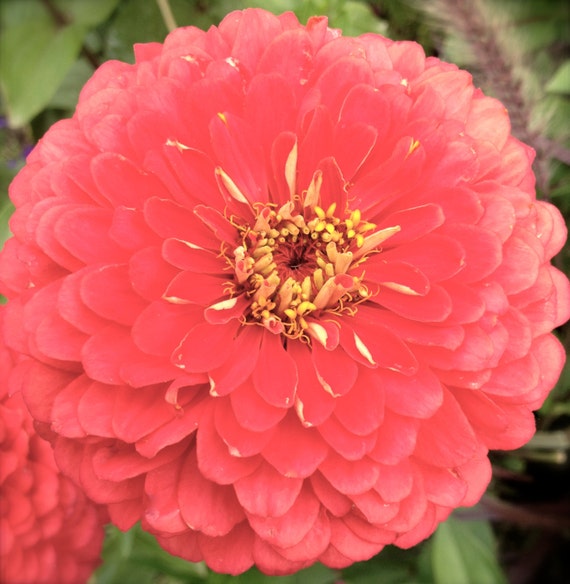 Clearance Sale Giant Dahlia Coral Zinnia Flower By Kenyonorganics