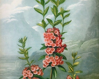 Large Vintage Botanical Print Antique Narrow Leaved Kalmia 1800s, plant botanical print, bookplate art print 1970 plants wall print wall art