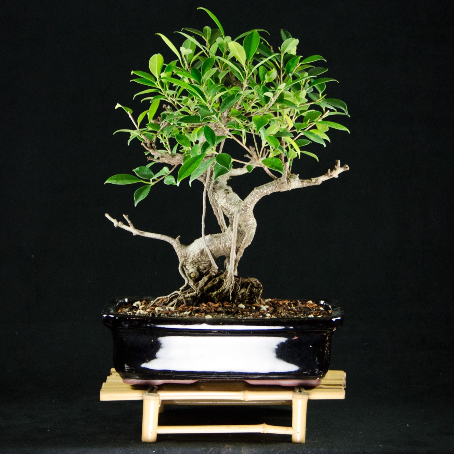 Taiwanese Ficus Kifu Bonsai Tree Tiger Bark 8924_1