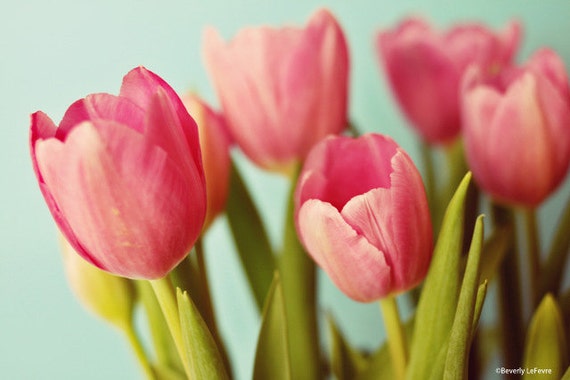 tulips flowers pink green teal spring fine art