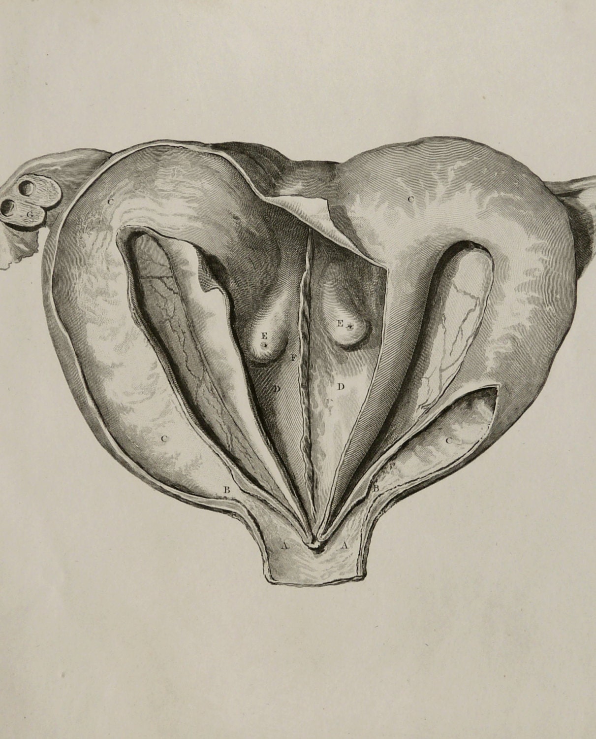 1823 Antique print of an UTERUS OF KANGAROO. Veterinary.