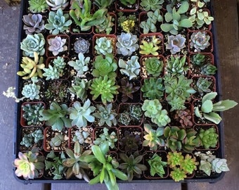 30 Assorted Succulent Collection in 2"plastic pots succulents great for wedding gifts & FAVORS+