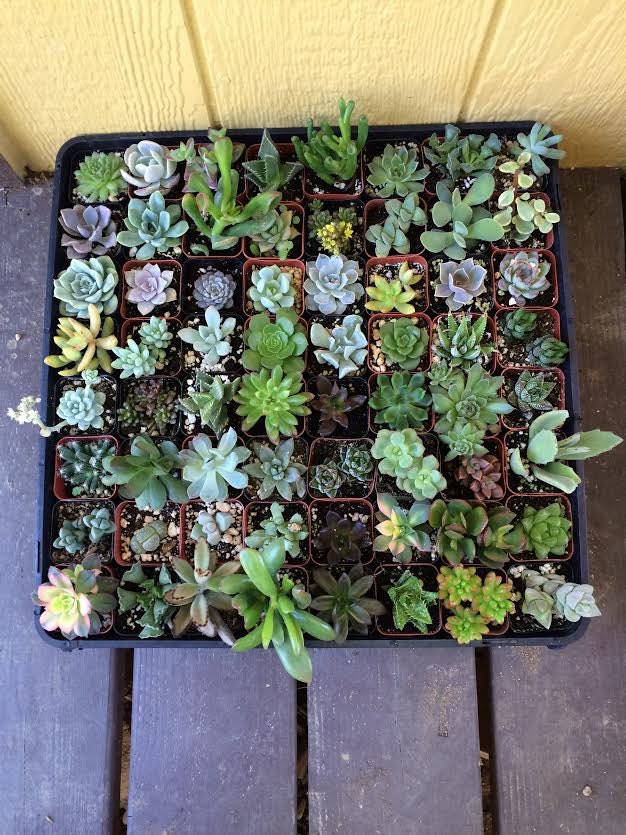 15 Assorted Succulent Collection in 2plastic pots