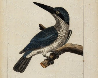 Original Antique Natural History Bird Engraving Hand Colored - Very Rare -