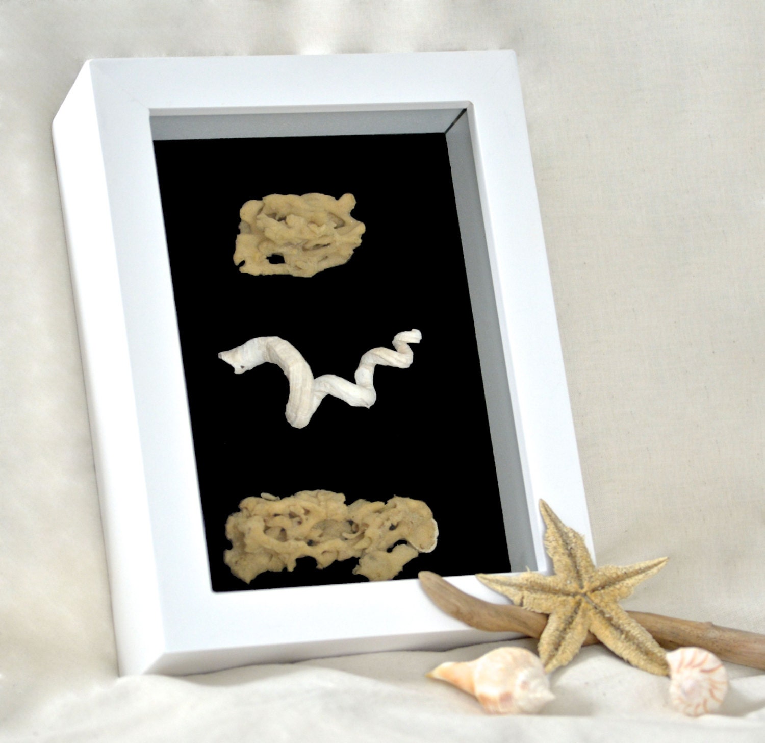 Ocean Wall Art Sea Shell Shadow Box Sponges and Coral Art