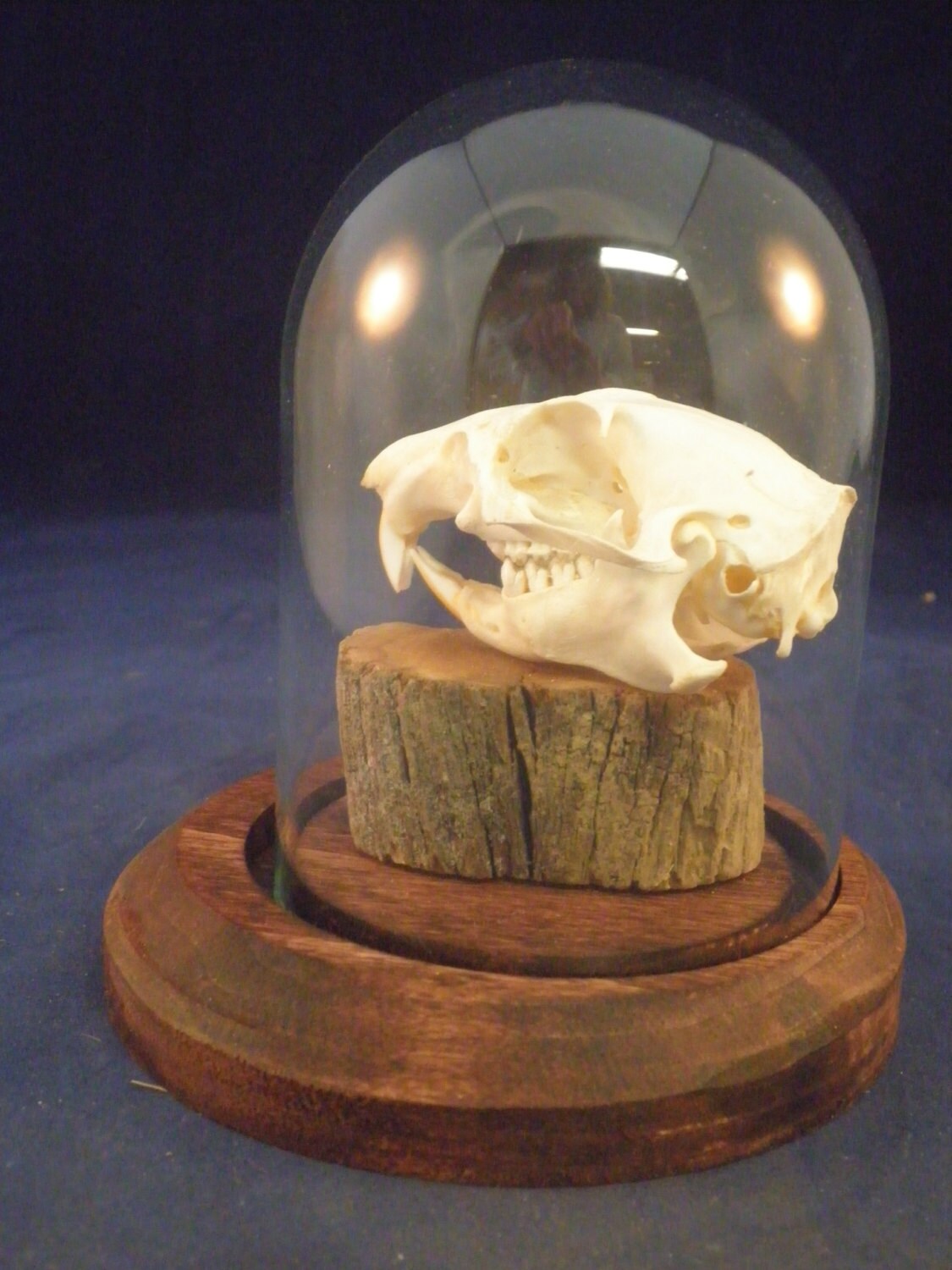 taxidermy prairie dog skull in glass display by VictorianTaxidermy