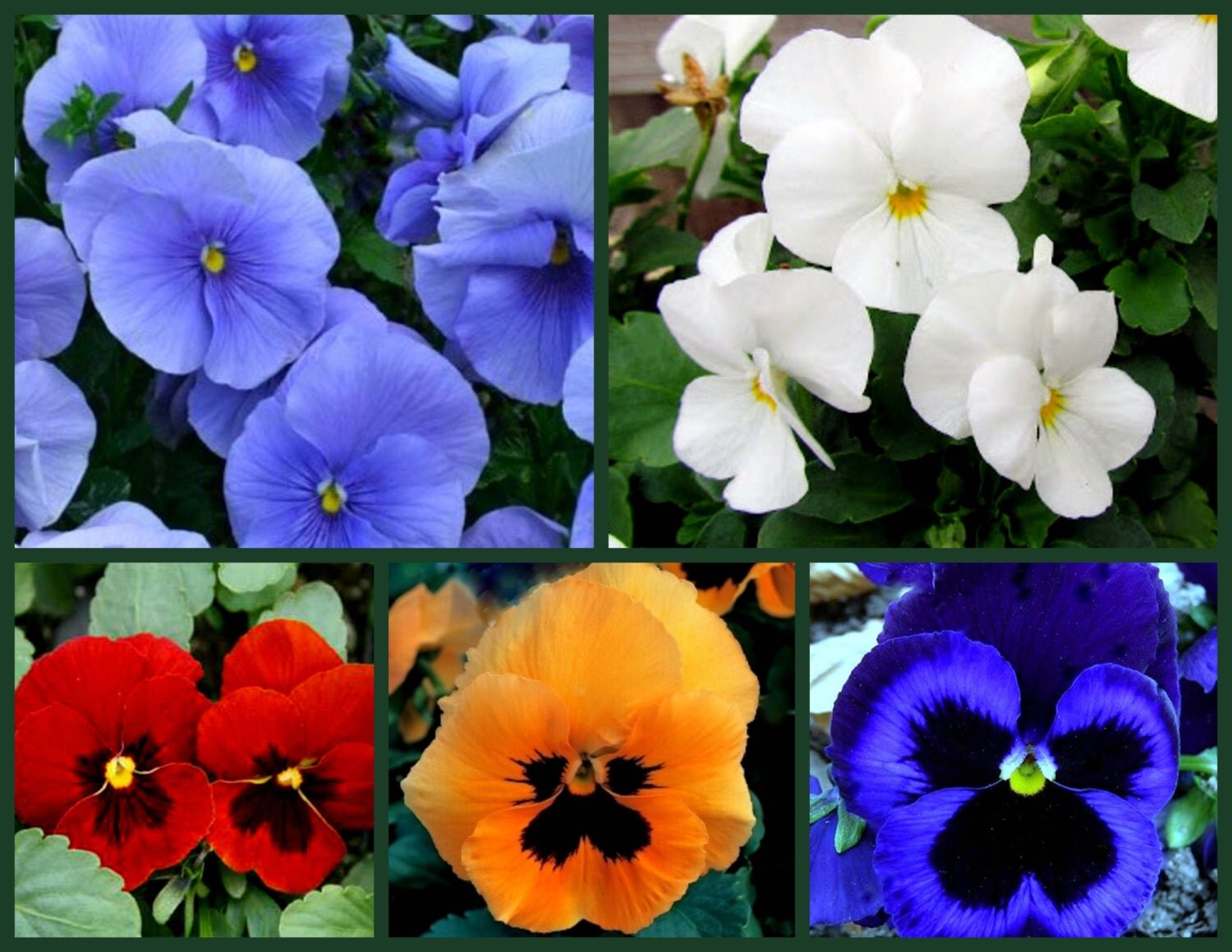 Pretty Pansies Collection 5 Pk Special Bulk Pansy Seeds
