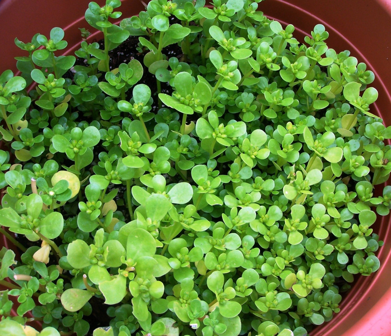 BIG SALE Purslane Seeds Green Portulaca Oleracea Sativa