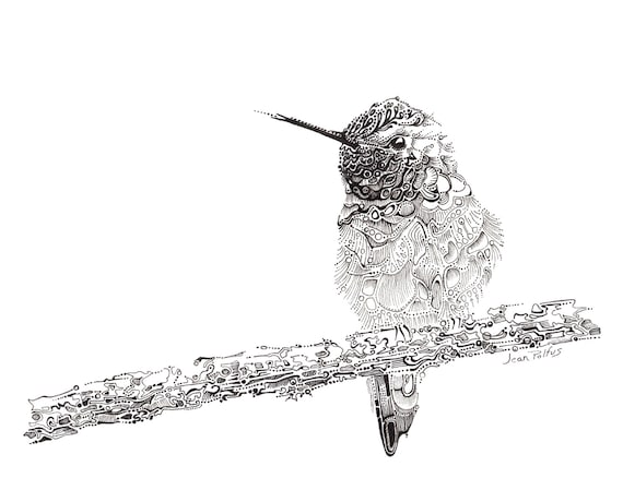 Fine Line Design Art Gallery : Hummingbird illustration fine line artwork black and white