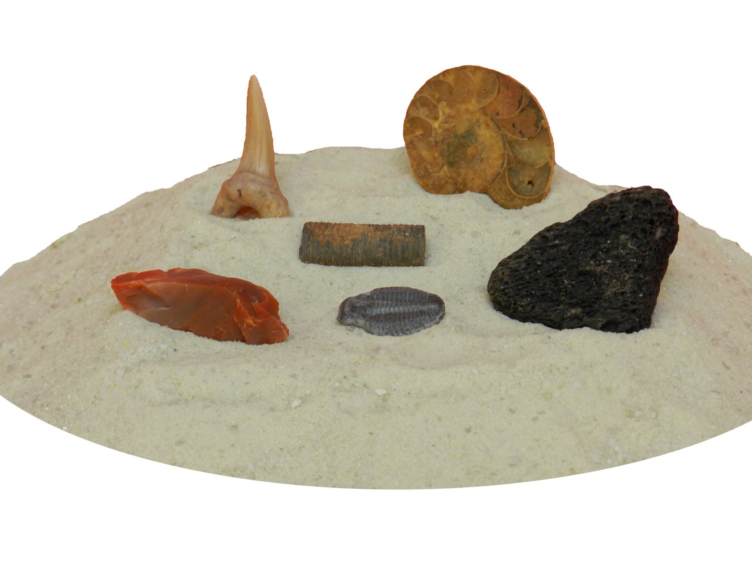 fossil excavation