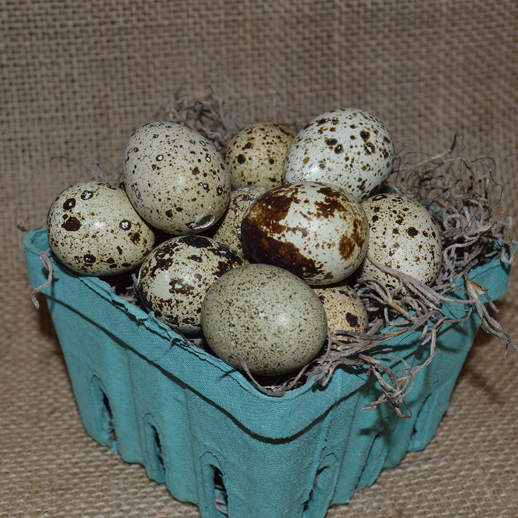 where to buy quail eggs where to buy quail eggs