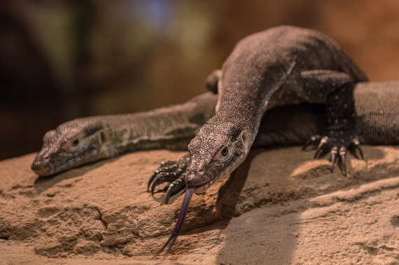 Lizards hanging out by PopFoxPhotography on Etsy