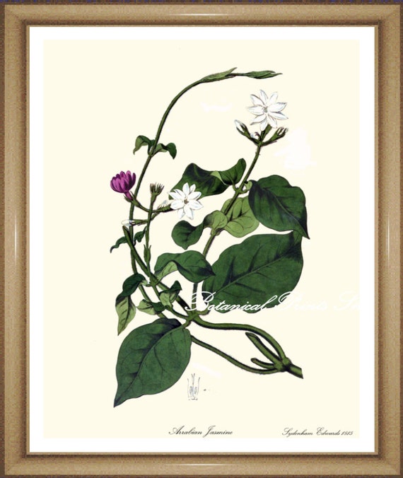 Items similar to Jasmine. Botanical Illustration. Jasmine print