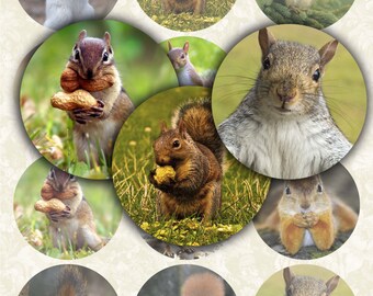 Squirrel 2.5 inch Digital Collage Sheet Printable circle images for Pocket Mirrors Magnets Labels Gift Tags Scrapbook