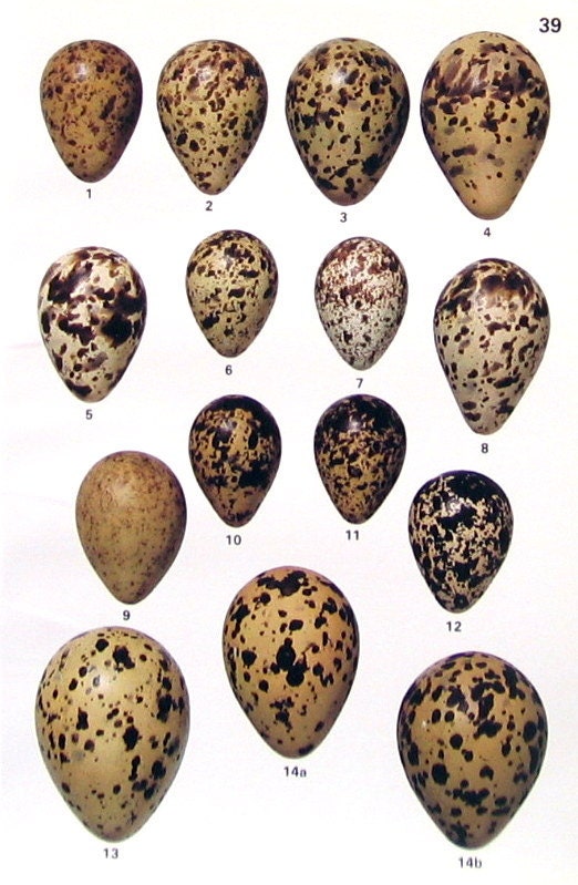 Bird Eggs Sandpiper Dunlin Dowtcher Phalarope Avocet