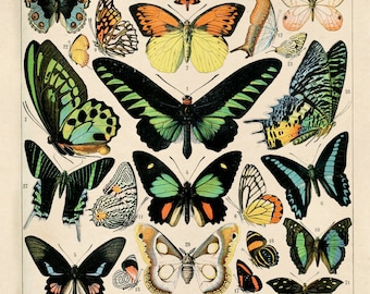 Butterfly Chart Print - Vintage Art Reproduction Poster of Insects. Variety of Butterflies Educational Chart Diagram Poster. CP209