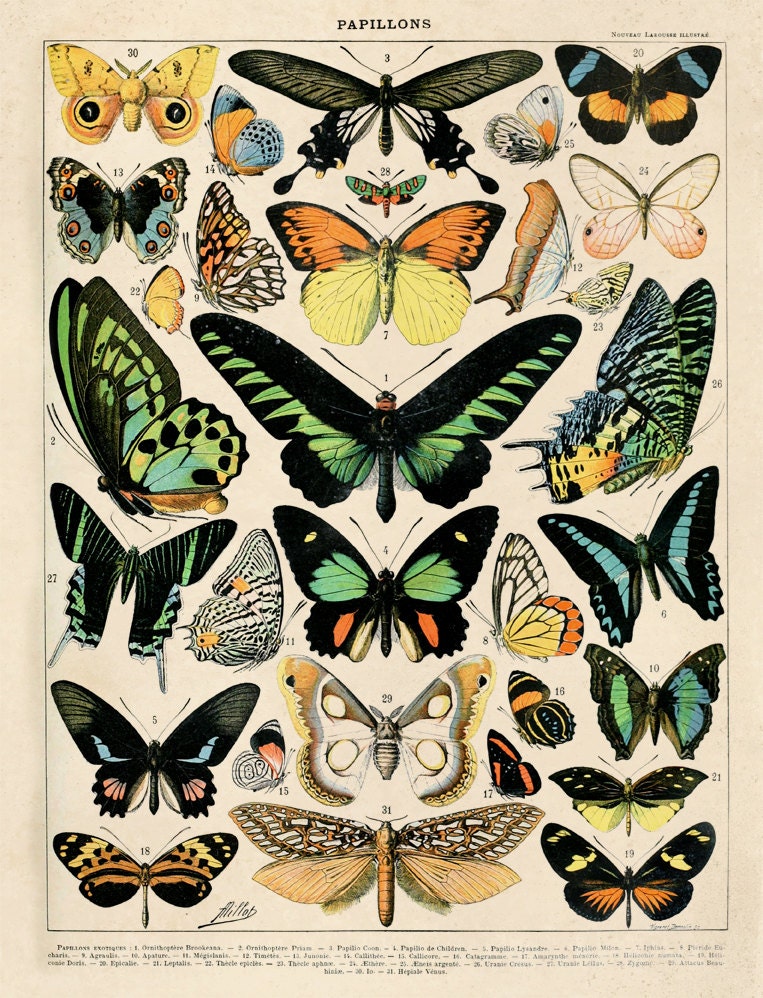 Butterfly Chart Print Vintage Art Reproduction Poster of
 Vintage Butterfly Chart