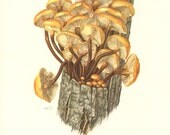 1961 Enokitake or Golden Needle Mushroom, Flammulina velutipes Vintage Offset Lithograph