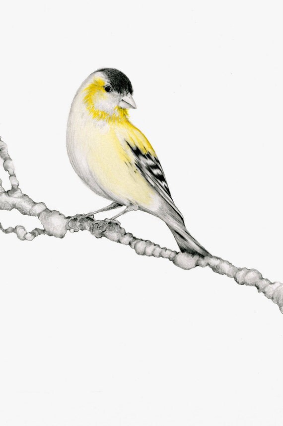 bird drawing giclee fine art print of my original yellow finch bird drawing giclee fine art print of my original yellow finch