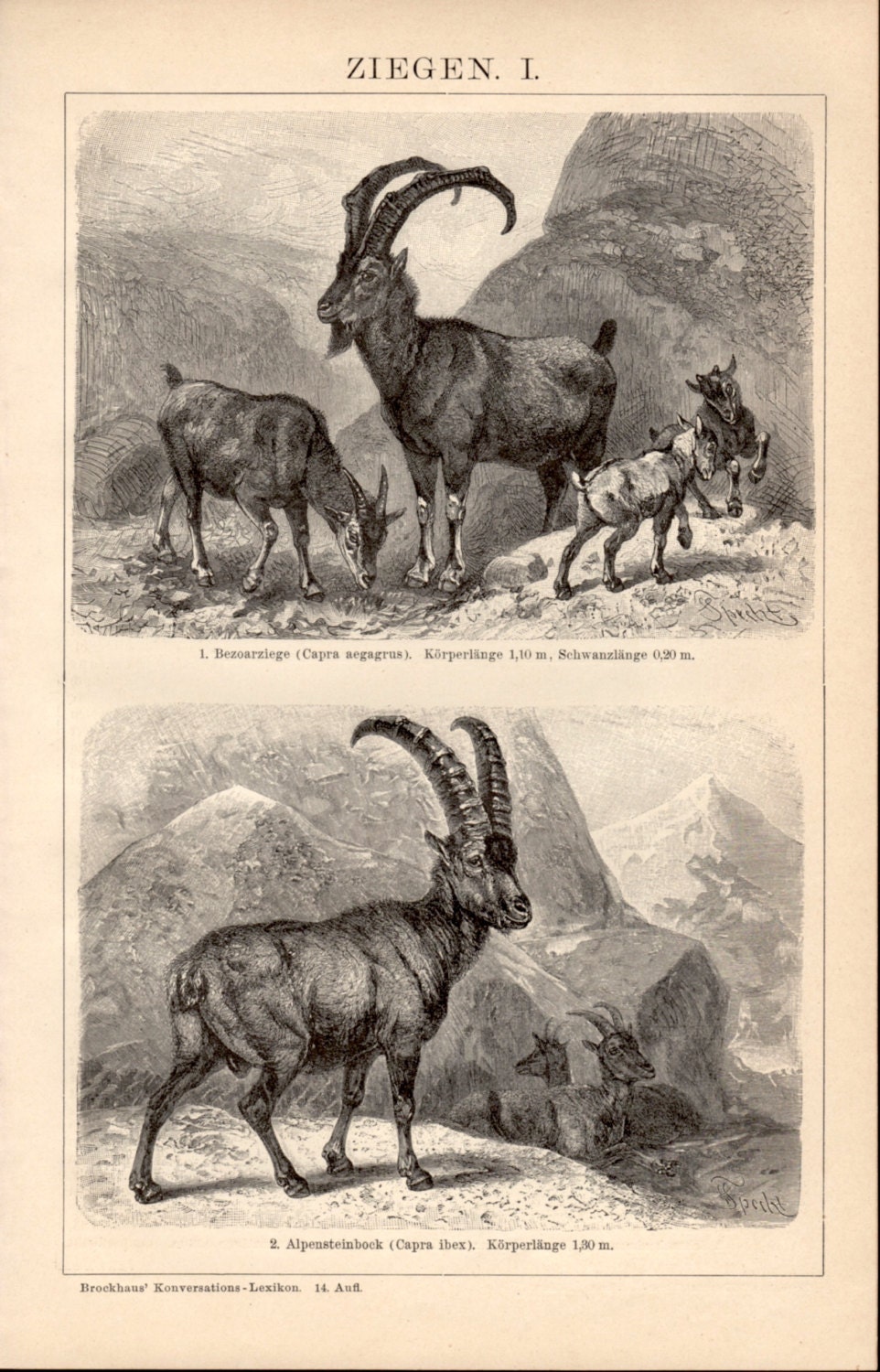 1898 Wild Goats Antique Print Vintage Lithograph Ziegen
