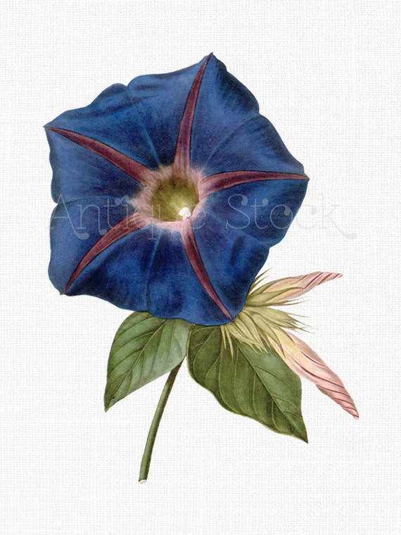 Flower Image Blue Morning Glory Drawing Instant Download for