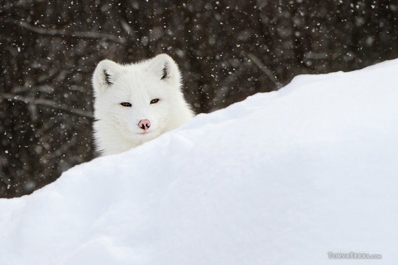 Arctic Fox in Snow Storm Winter Blizzard Sneaky Cute Young