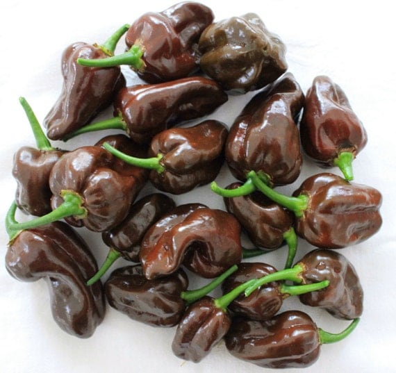 Chocolate Habanero Pepper Seeds Fiery by on Etsy