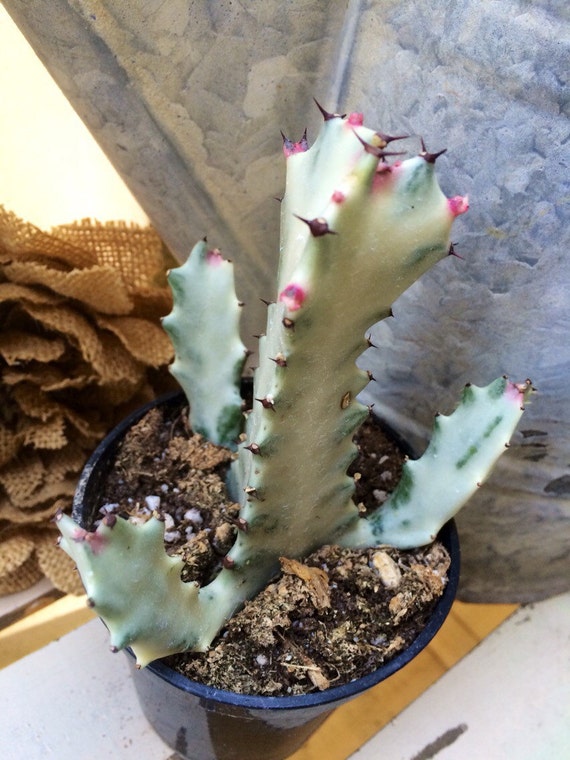 Bones Euphorbia lactea variegated Cactus 4 by SucculentTreasures