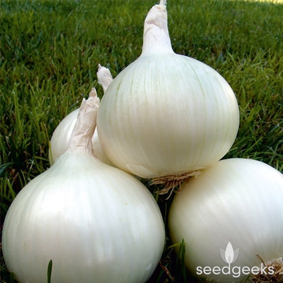 White Sweet Spanish Onion Heirloom Seeds NonGMO Open