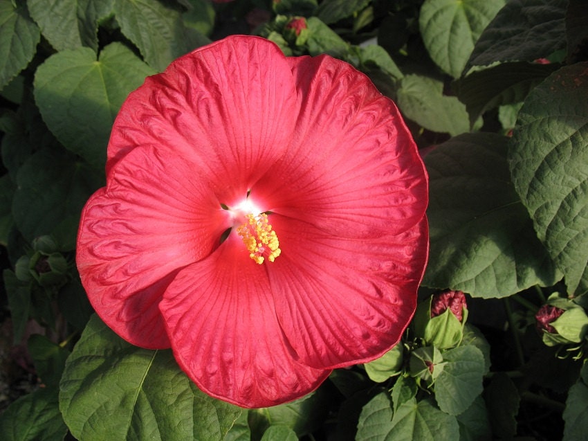 15 Seeds Hibiscus Luna Red HARDY HIBISCUS Perennial Seeds