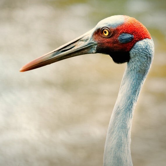 Fine Art Print Brolga or Australian Crane