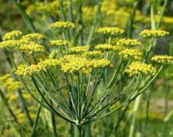 Sweet Fennel Seeds, Herb Seeds, Naturally Grown in the Pacific NW