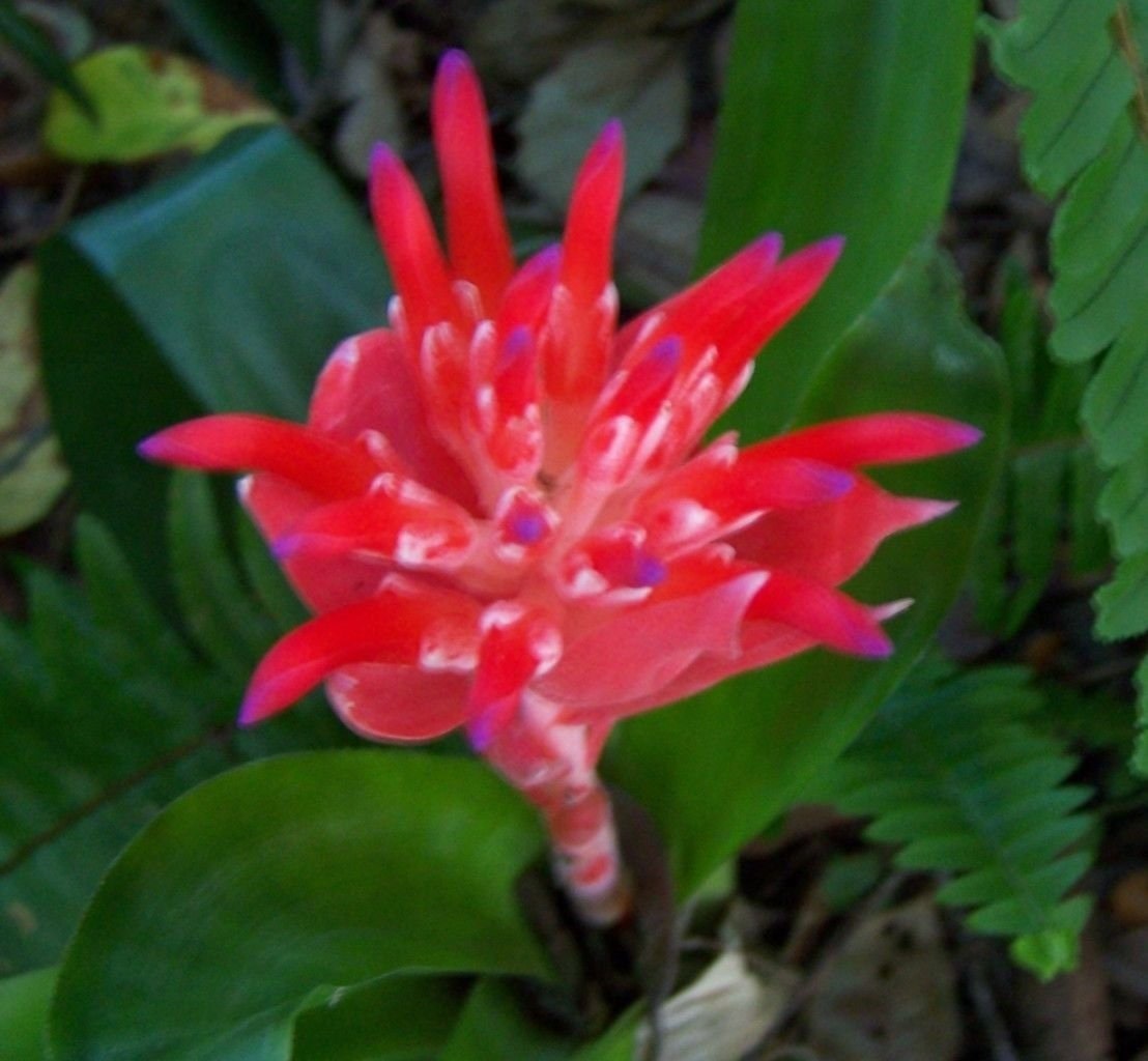 Billbergia Pyramidalis Bromeliad Red Blooms With Yellow And