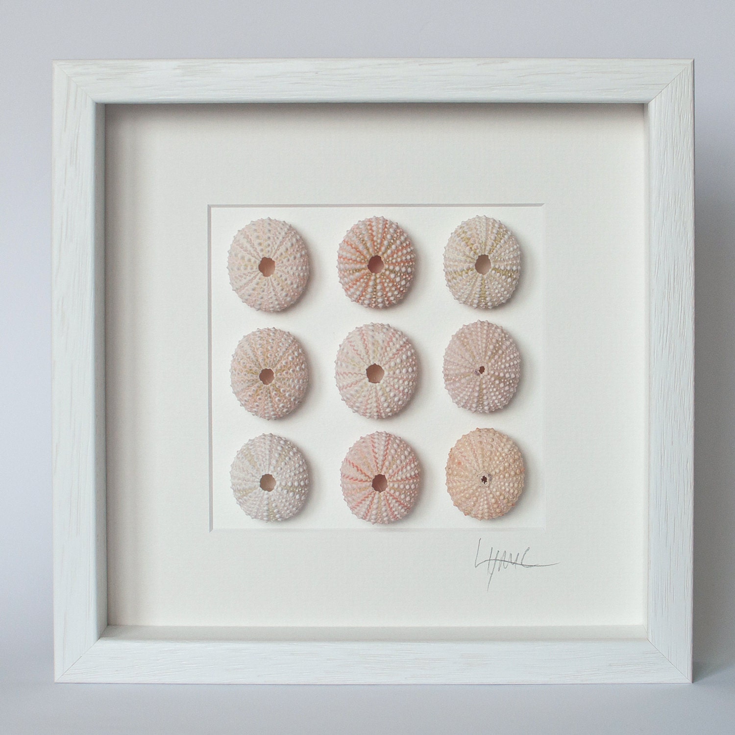 Wooden Framed Pink Sea Urchin Wall Art.