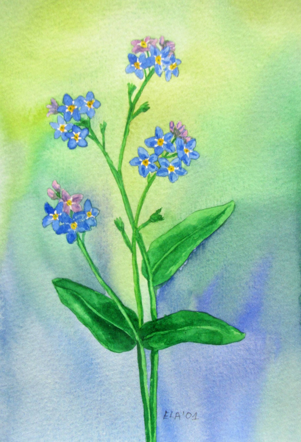 Forget Me Not Flower Painting