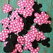 100 piece Minnie Mouse Confetti - Minnie Mouse Birthdays, Minnie, Table Decor, Minnie parties, black and pink Minnie