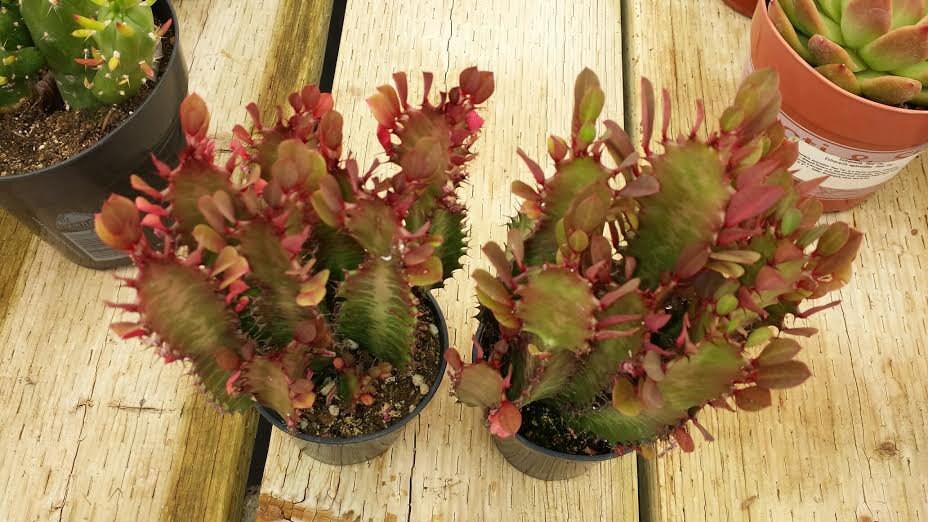 Cactus Plant Large Good Luck Plant Royal Red