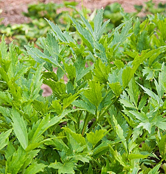 Lovage Heirloom Medicinal Herb Seeds Mountain Celery Naturally