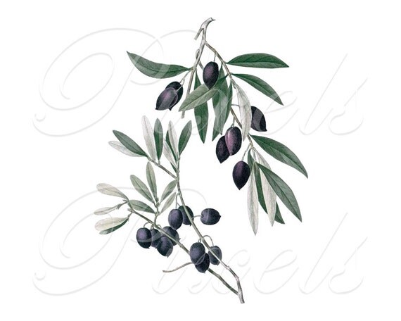clipart gratuit olives - photo #21