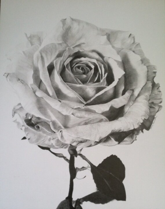 Rose graphite drawing by DeniSchuetzDesigns on Etsy