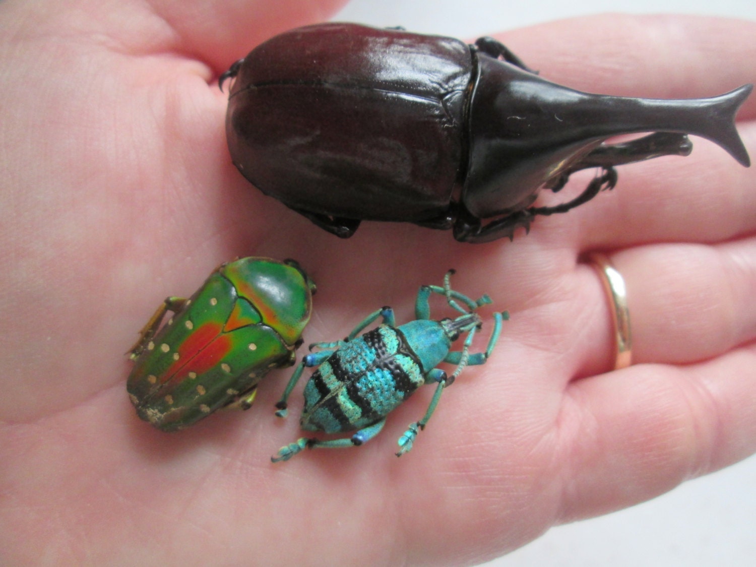 Three Real Dried Bug Specimens Horned Beetle Weevil Spotted