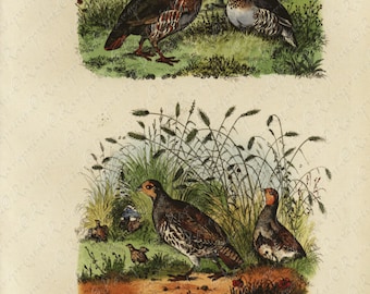 Antique Original Natural History Hand Colored Print Of Brids Perdrix - Grise Gorgeous from HISTOIRE NATURELLE