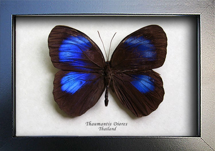 Big Jungle Glory Thaumantis Diores Real Framed Butterfly In