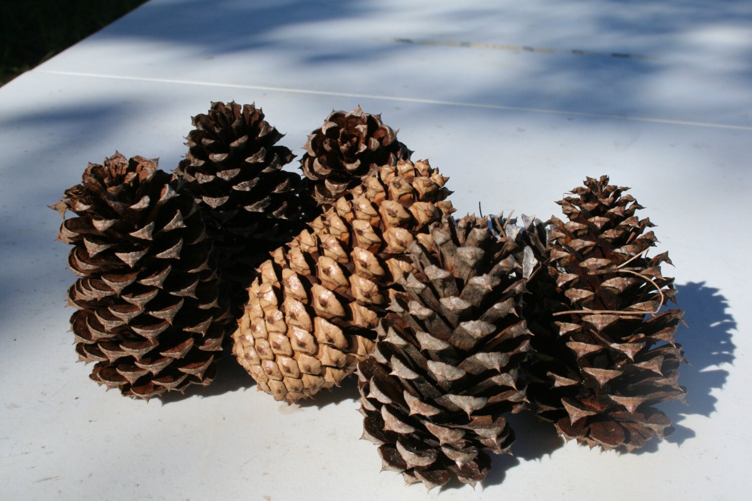 scented pine cones lookup beforebuying scented pine cones lookup beforebuying