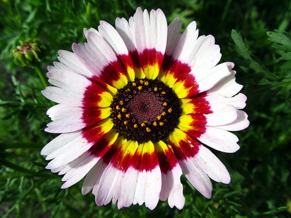  Daisy, Butterfly Garden Must Have ~ Fast Growing ~ Deer Resistant