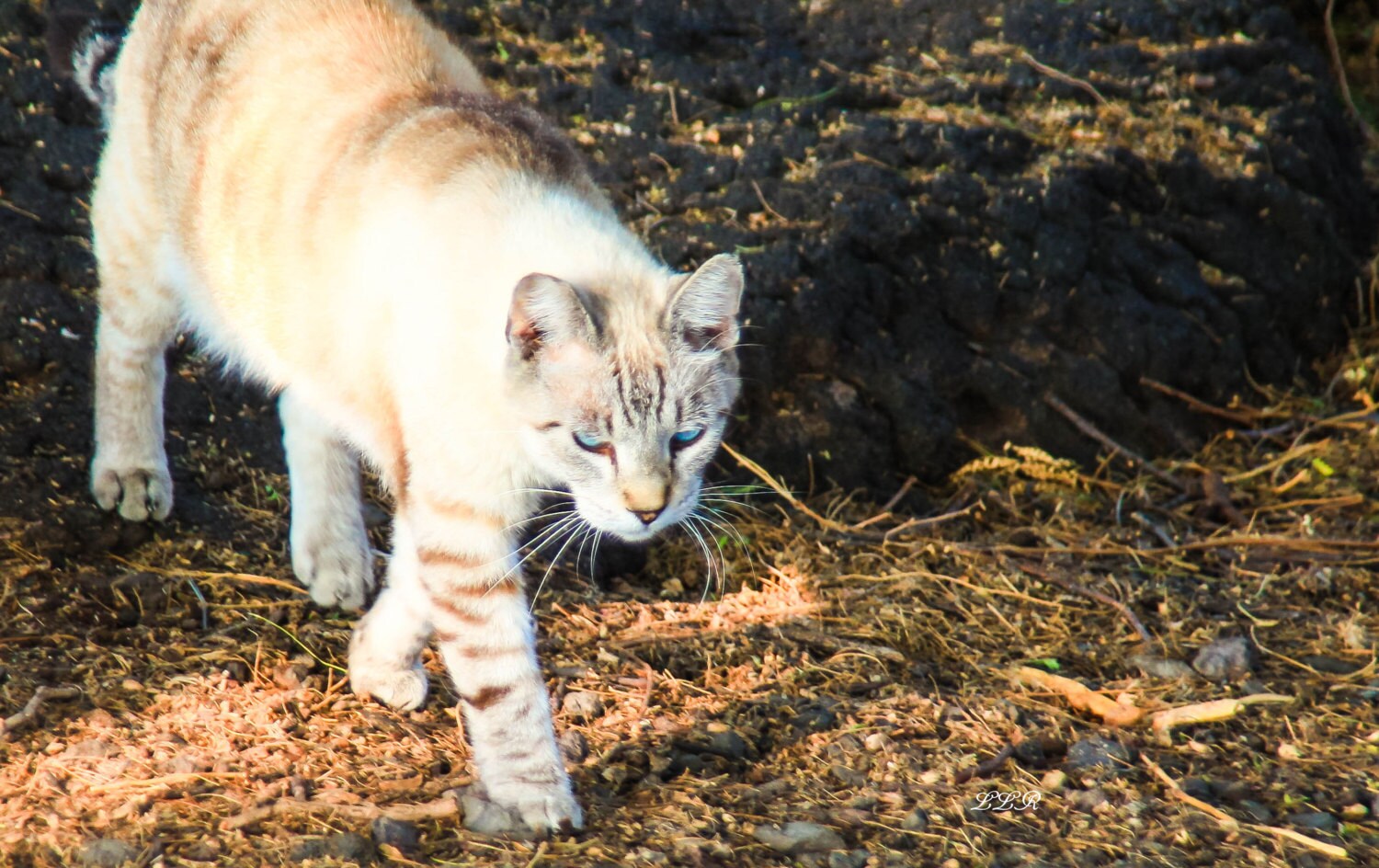 Kona Hawaii Feral Cats by the ocean Photography Art by LLRomine