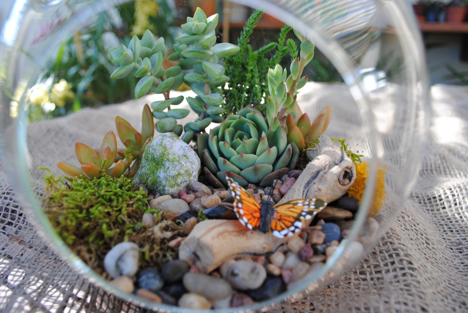 8 inch Globe Succulent Terrarium back to by SucculentsAndMore1