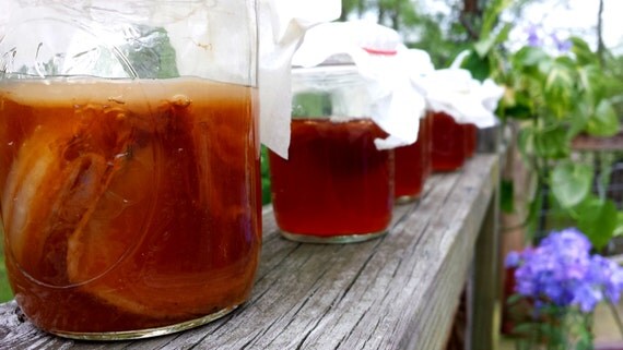 kombucha raw sugar for 2.5 Starter Own (SCOBY) Inch Your  Make  Kombucha SCOBY Culture