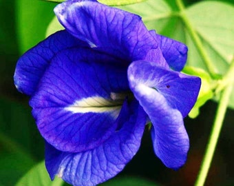 Organic Multi Layers Blue Butterfly Pea/Clitoria Ternatea Fresh Seeds Many benefits Super easy to grow Very drought tolerant 20,50,100 seeds